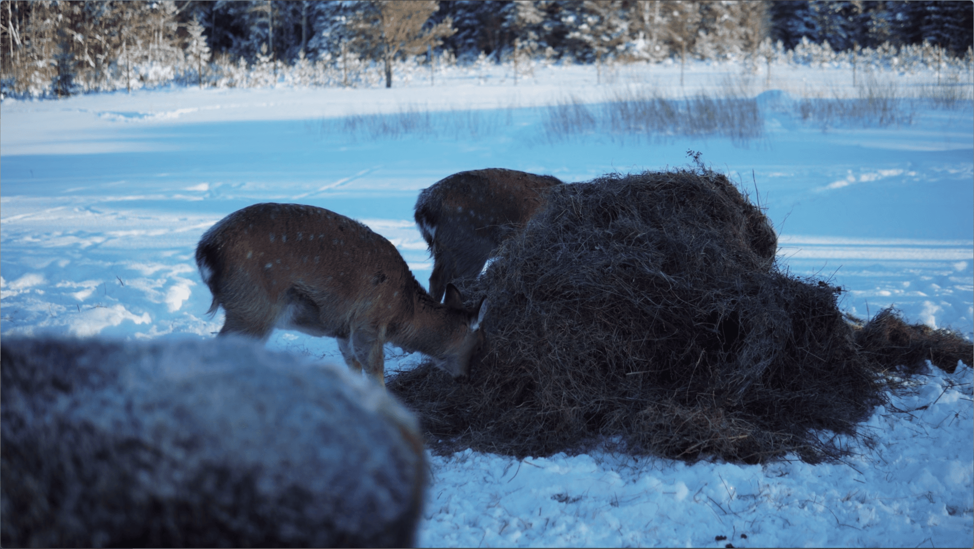Парк Аркуда